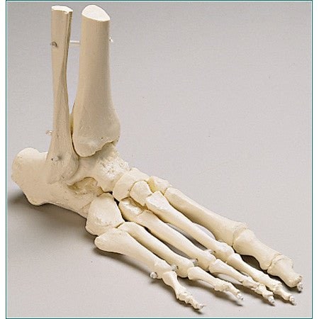 Anatomical Model, Prem Elastic Mounted Foot W/Distal Tibia & Fibula